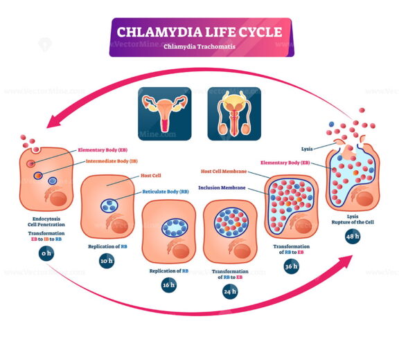 Chlamydia life cycle vector illustration