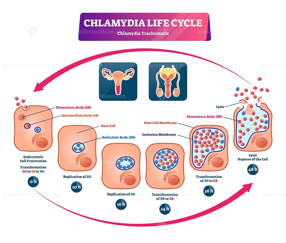 Chlamydia Life Cycle Vector Illustration Vectormine
