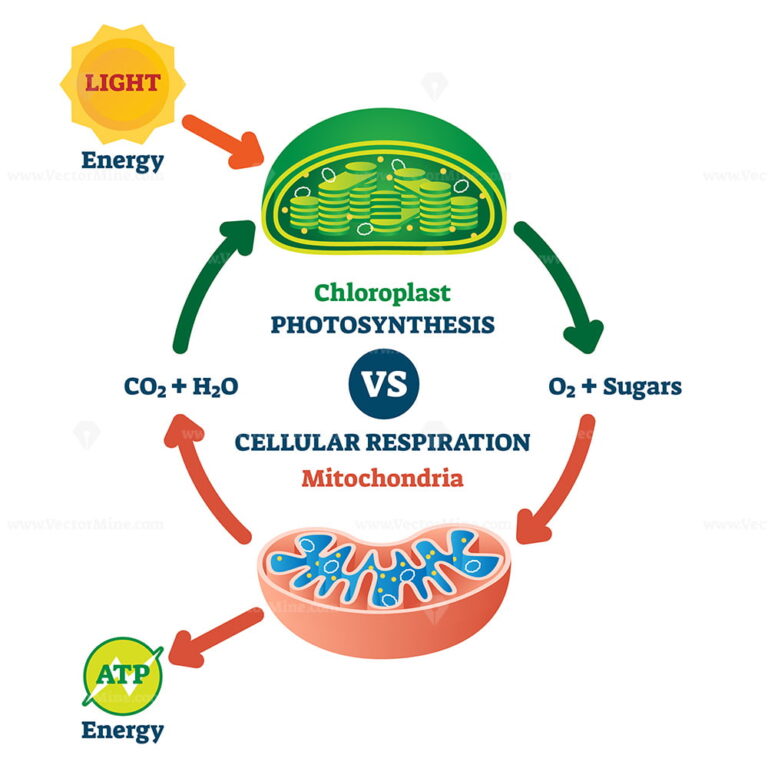 Chloroplast vs mitochondria process educational scheme vector ...