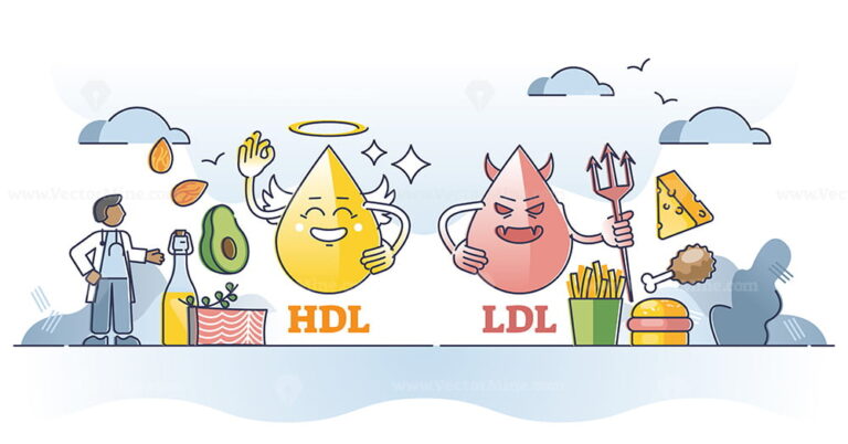 Cholesterol HDL Vs LDL Character Comparison With Food Example Outline ...