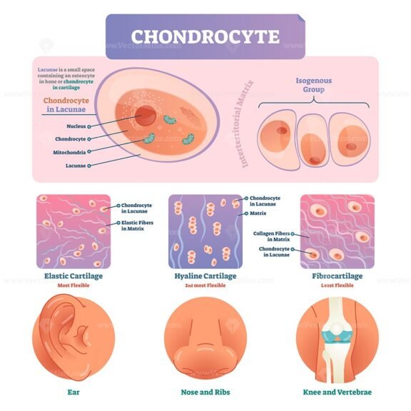 Chondrocyte