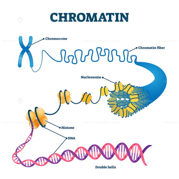 Chromatin