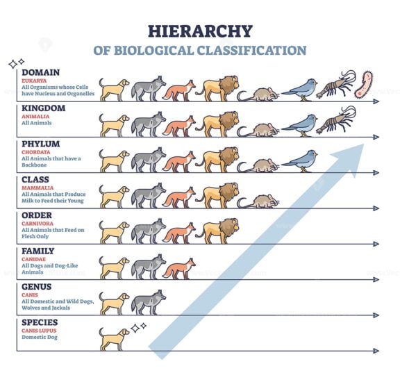 Classification Of Living Things outline diagram