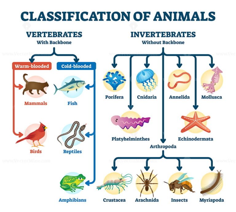 Classification of animals vector illustration – VectorMine