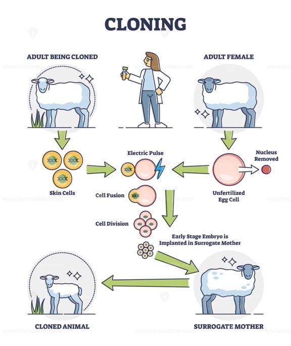 Cloning outline diagram