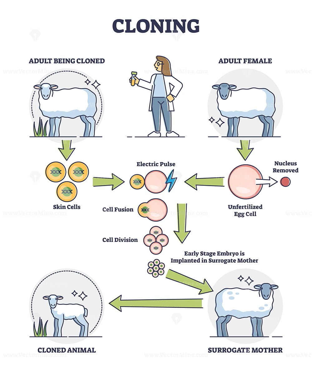 Cloning process explanation with adult sheep creation stages outline
