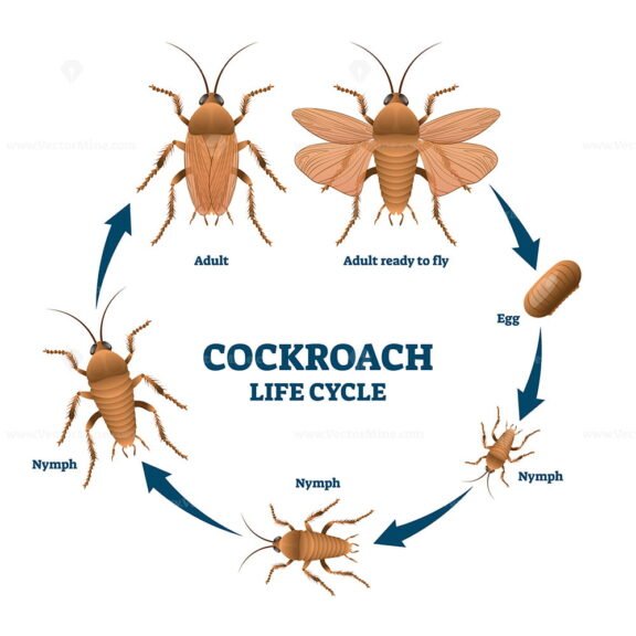 Cockroach Life Cycle