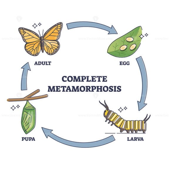 Complete metamorphosis with all life development cycle stages outline diagram