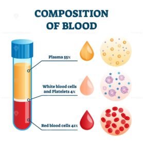 Composition of blood vector illustration – VectorMine