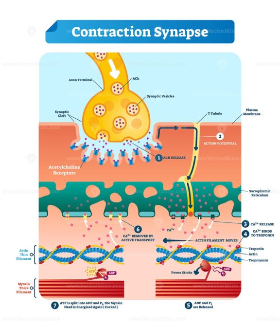 Contraction synapse vector illustration