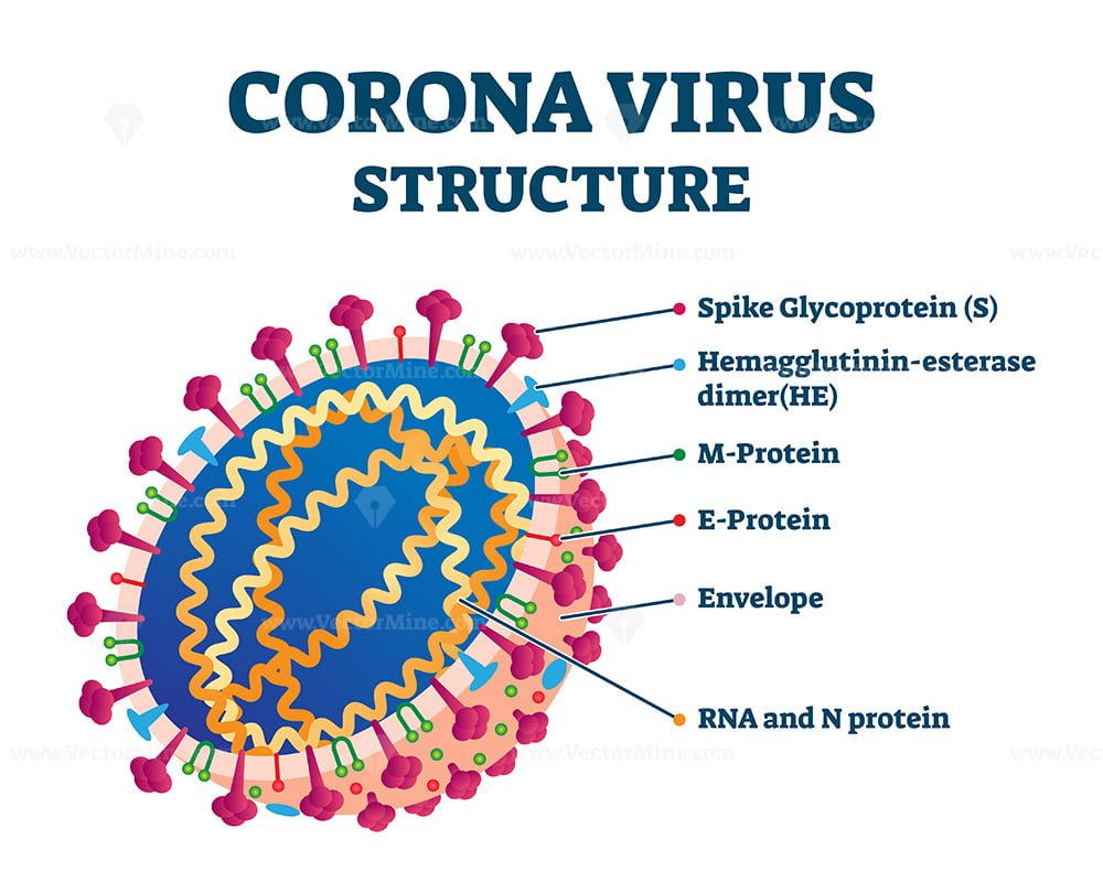 Строение вируса Covid 19