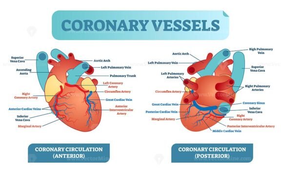 Coronary Vessels