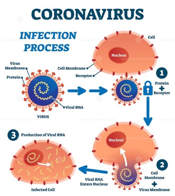 Coronavirus infection process