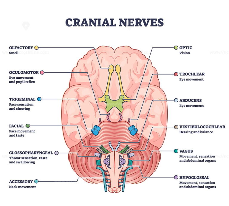 Cranial nerves pairs with anatomical sensory functions in outline ...