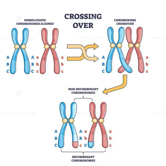 Crossing over chromosomes and homologous division process outline ...