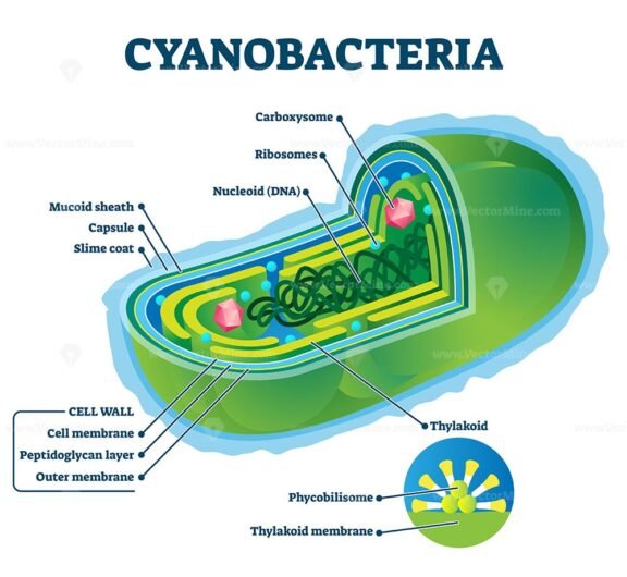 Cyanobacteria