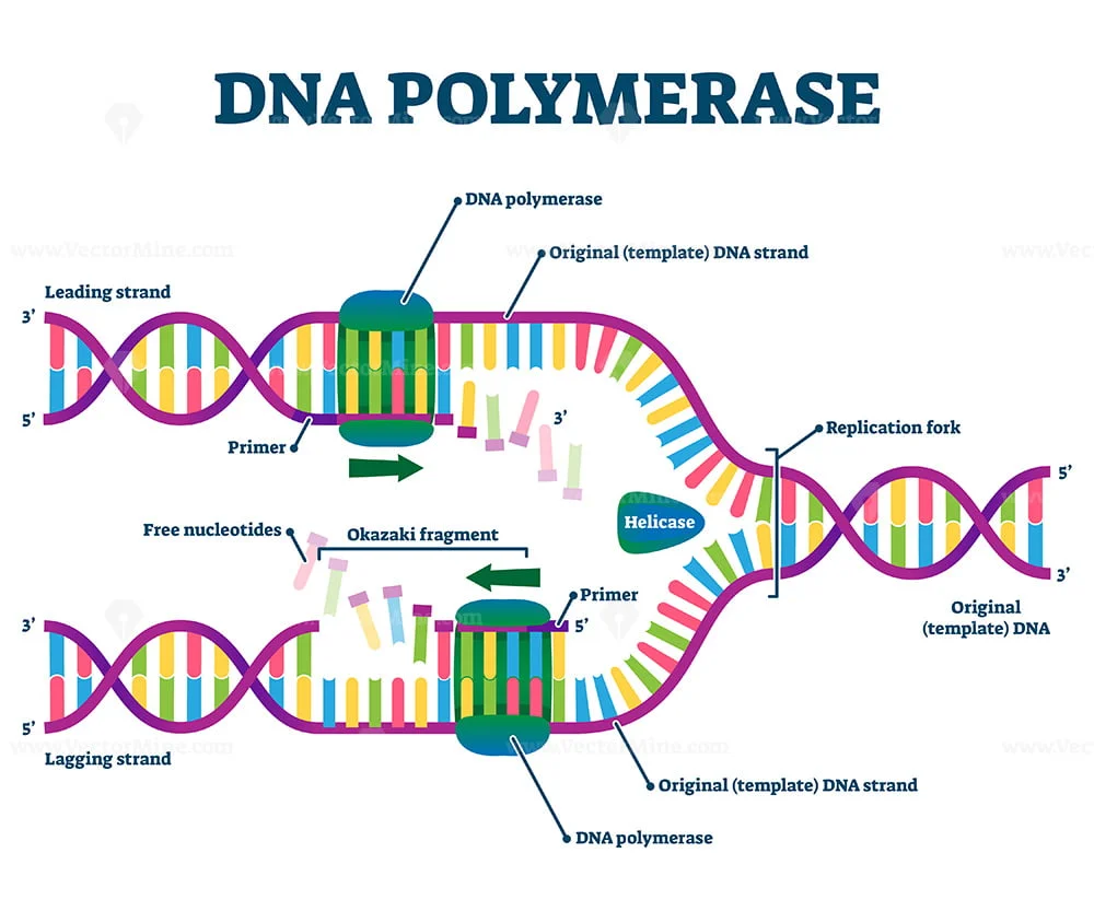 DNA Polymerase enzyme syntheses labeled educational vector illustration