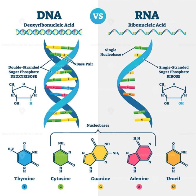 DNA vs RNA vector illustration – VectorMine