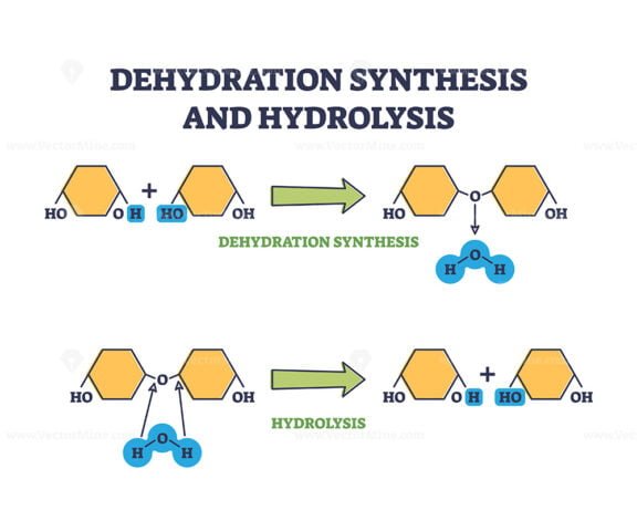 Dehydration Synthesis and Hydrolysis outline diagram