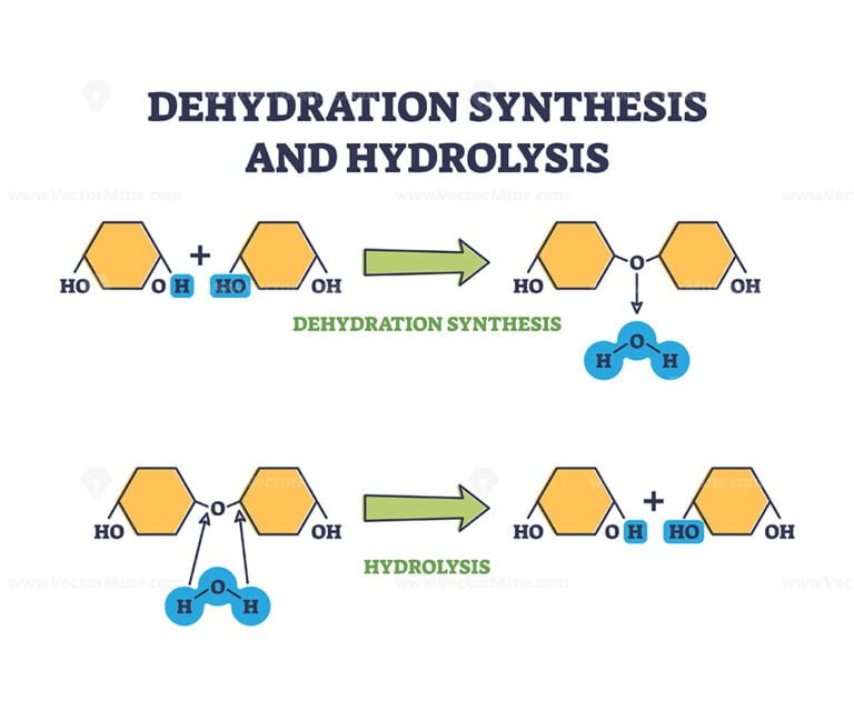 Dehydration synthesis and hydrolysis chemical process stages outline