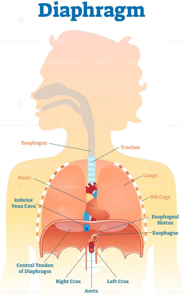 Diaphragm anatomical vector illustration diagram VectorMine