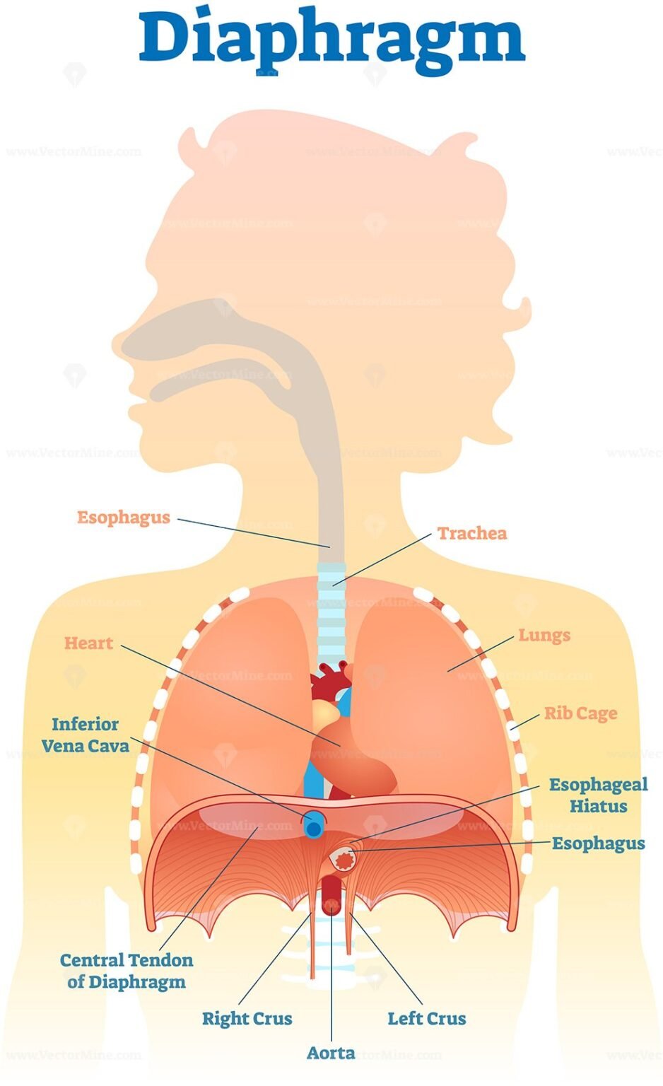 diaphragm-muscle-anatomy-respiration-hiccups