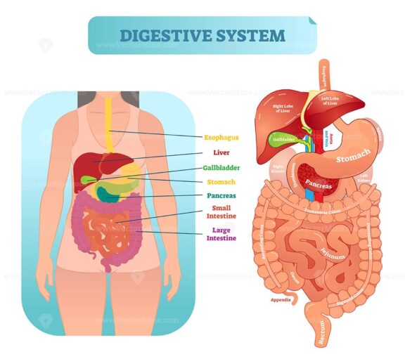 Human digestive system anatomical vector illustration diagram with inner organs