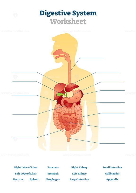 Digestive system worksheet vector illustration