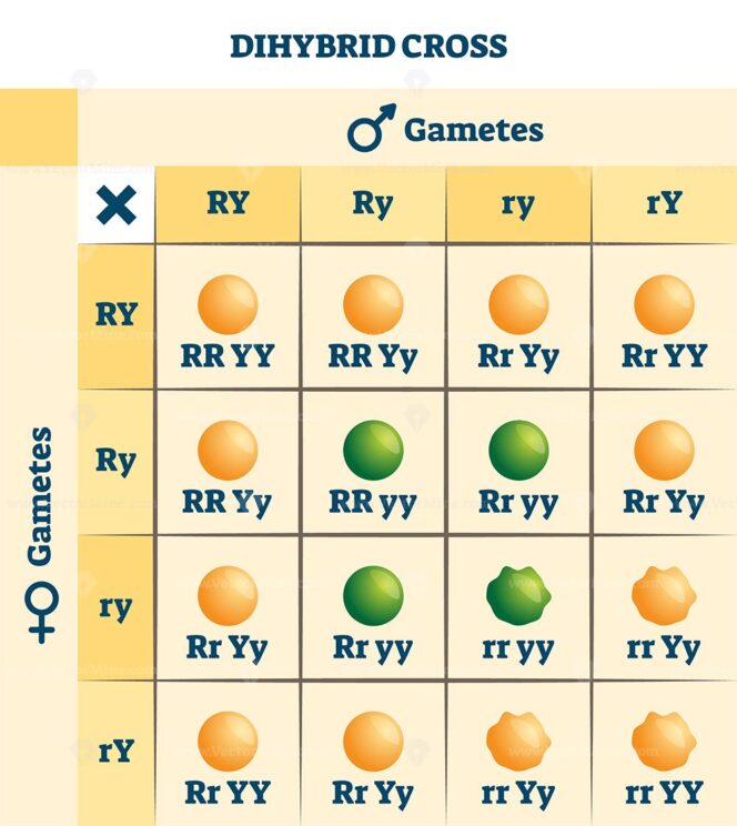 Dihybrid cross vector illustration - VectorMine