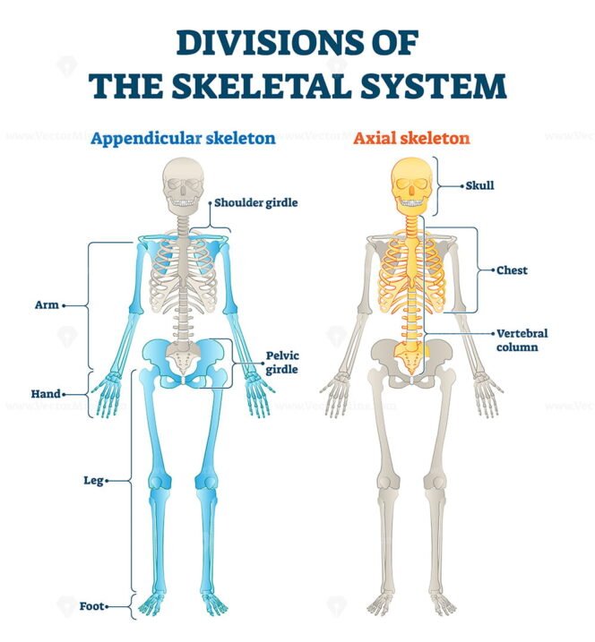 Divisions of appendicular and axial skeletal system labeled explanation