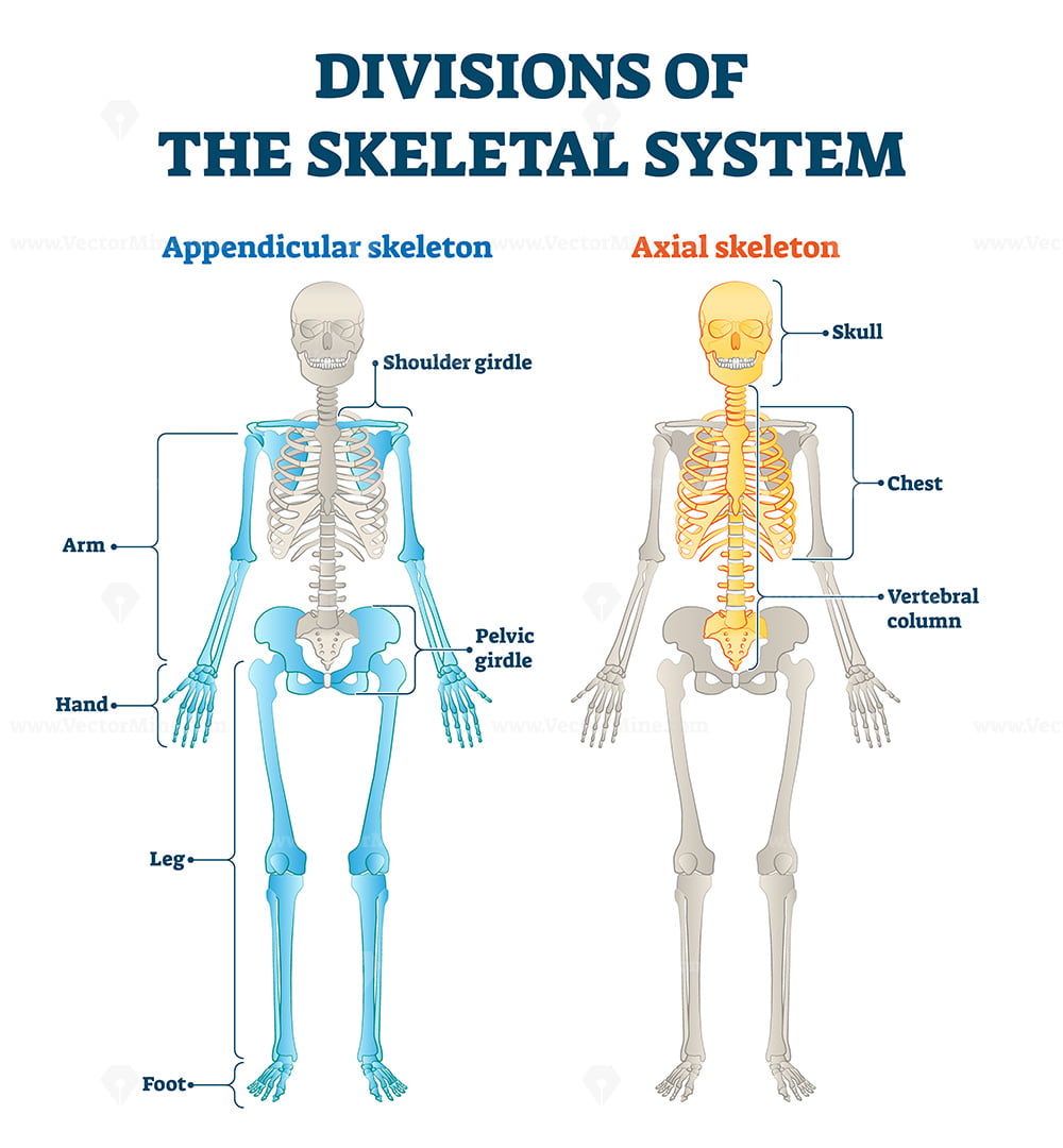 Divisions Of Appendicular And Axial Skeletal System Labeled 41 OFF