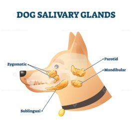 Dog salivary glands vector illustration - VectorMine