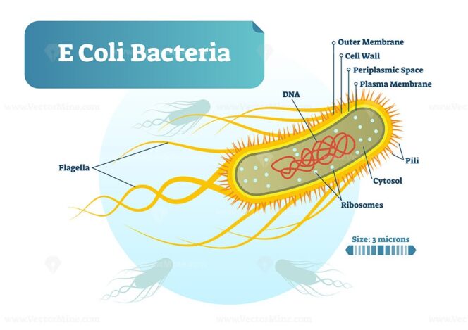 E Coli bacteria micro biological vector illustration cross section ...