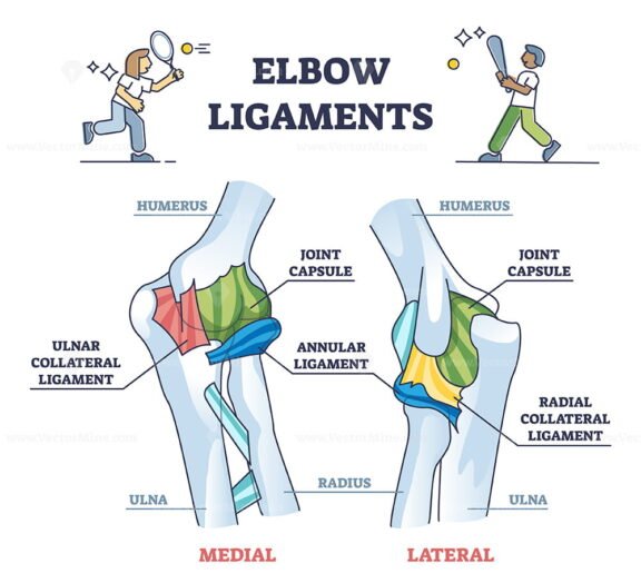 Elbow Ligaments outline