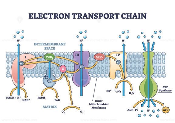 Electron transport chain as respiratory embedded transporters outline ...