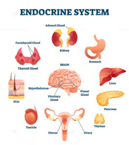 Endocrine system vector illustration – VectorMine