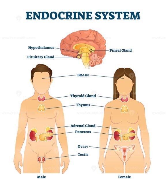 Endocrine System 2