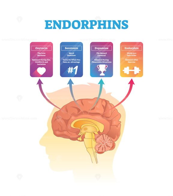 endorphins-vector-illustration-vectormine