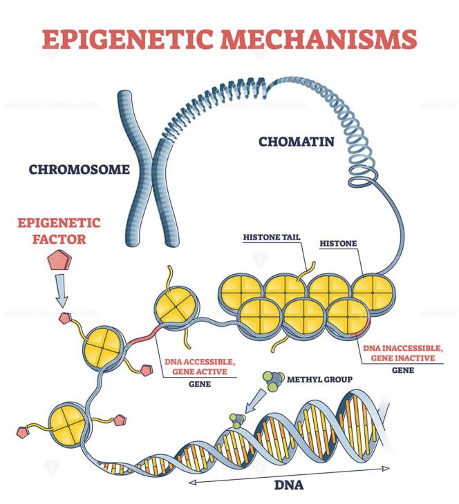 Epigenetic Mechanisms As DNA Acid Gene Protein Expression In Outline ...