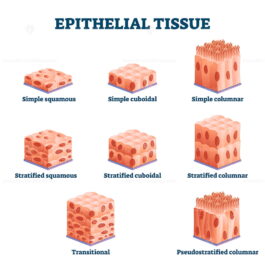 Epithelial tissue with labeled squamous, cuboidal and columnar examples ...