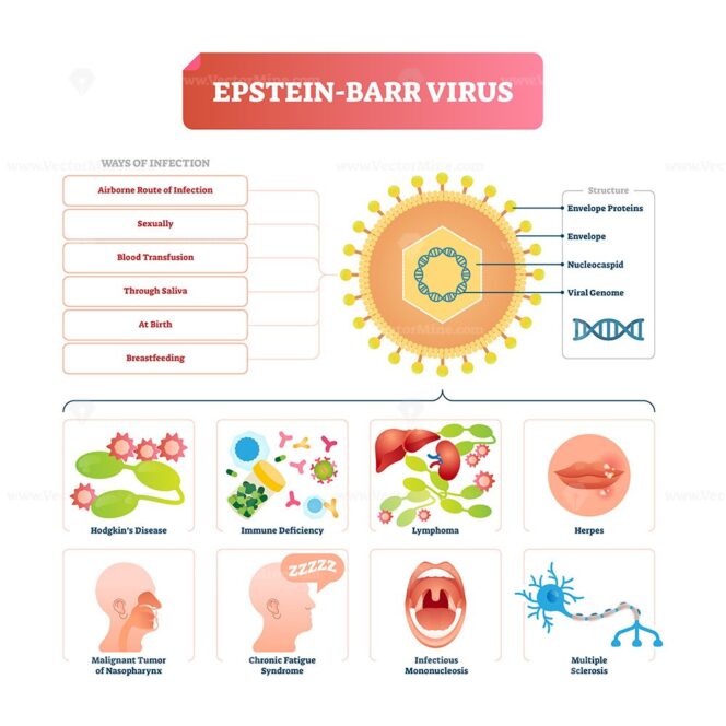 Epstein Barr Virus Vector Illustration - VectorMine