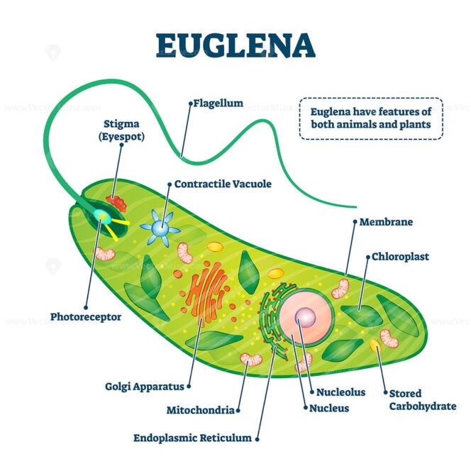 Euglena vector illustration - VectorMine