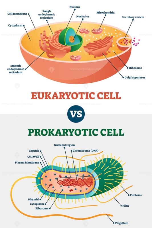 Eukaryotic Vs Prokaryotic Cells Educational Biology Vector 