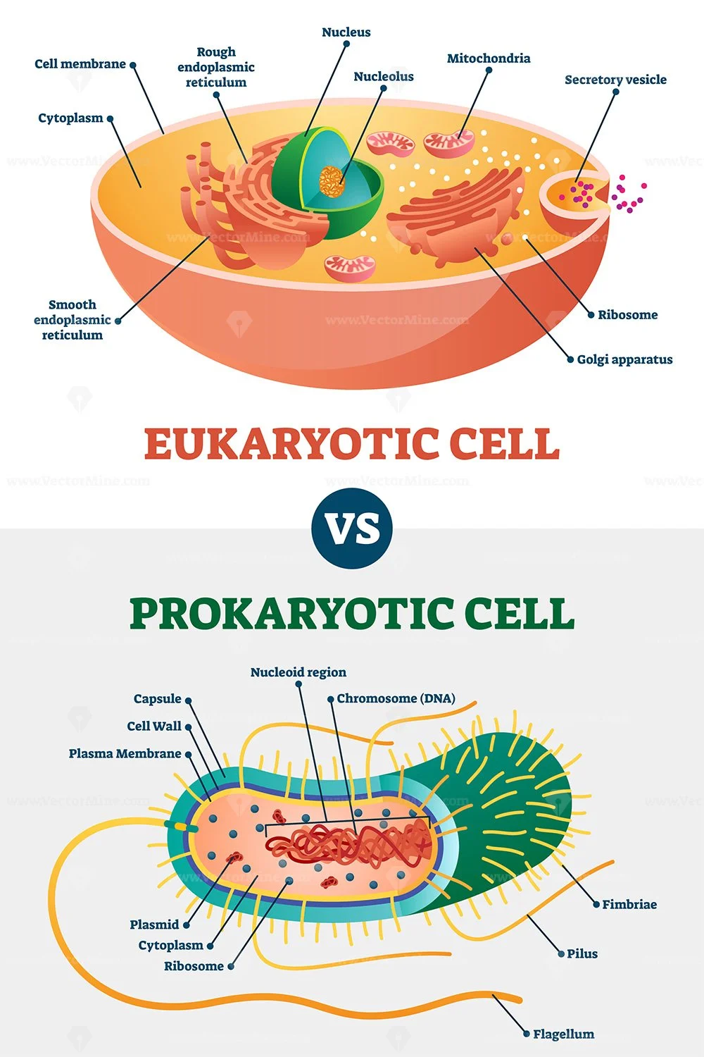 Diagram Of Prokaryotic And Eukaryotic Cell