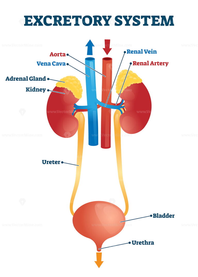 Excretory system vector illustration - VectorMine