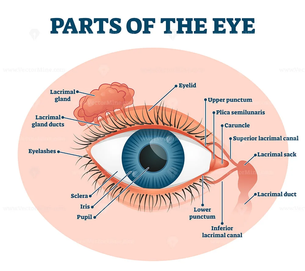 external parts of the eye