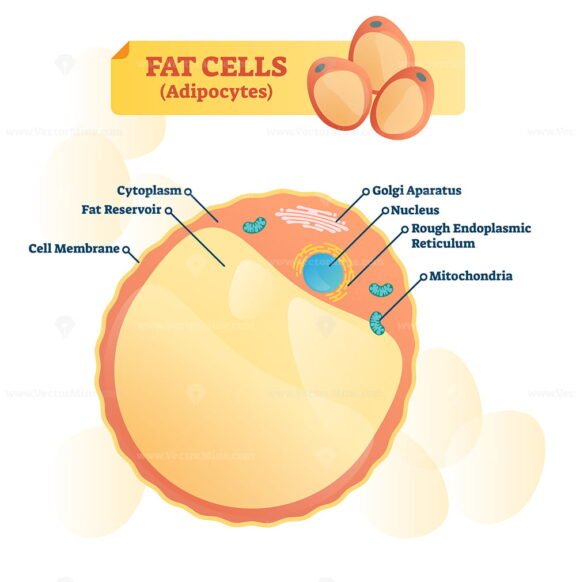 Fat Cell