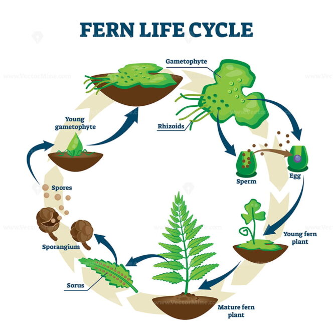 Fern life cycle vector illustration – VectorMine