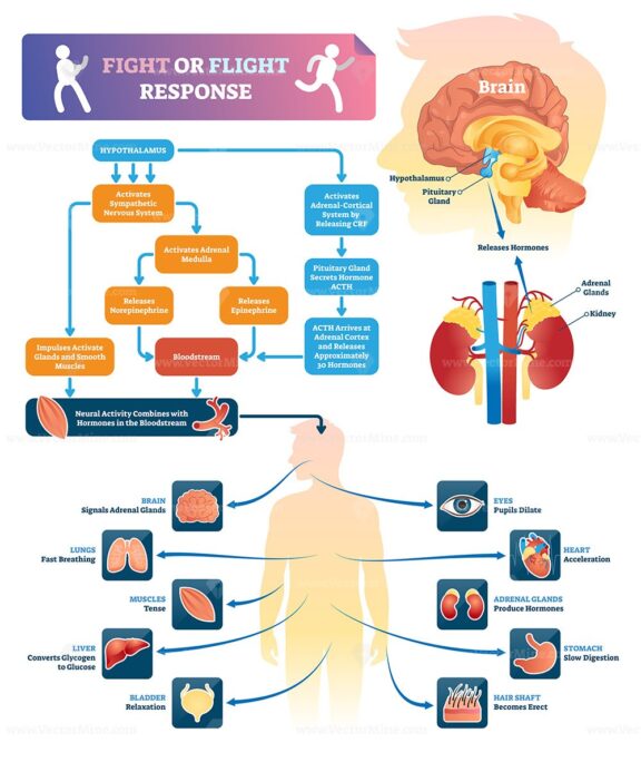 fight-or-flight-response-vector-illustration-vectormine