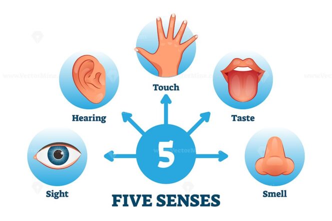 Five senses labeled scheme to receive sensory information vector ...